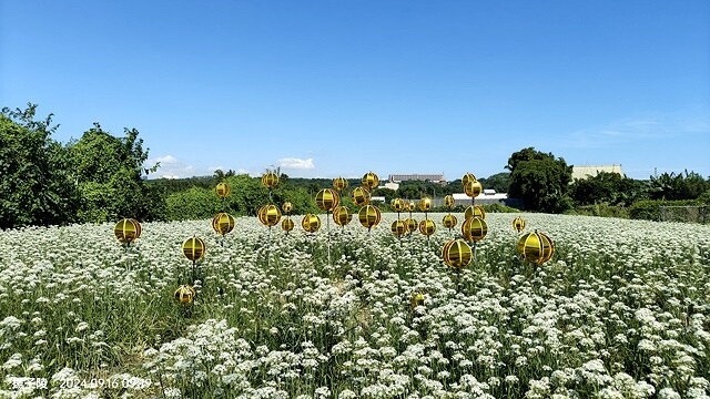 2024大溪韭菜花季|浪漫九月雪,活動日期:2024/08/