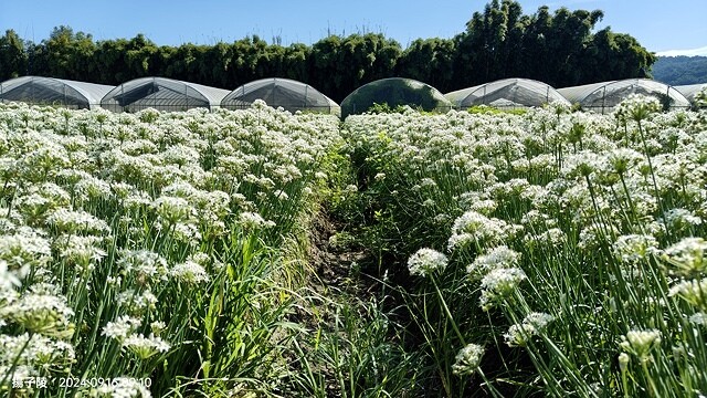 2024大溪韭菜花季|浪漫九月雪,活動日期:2024/08/