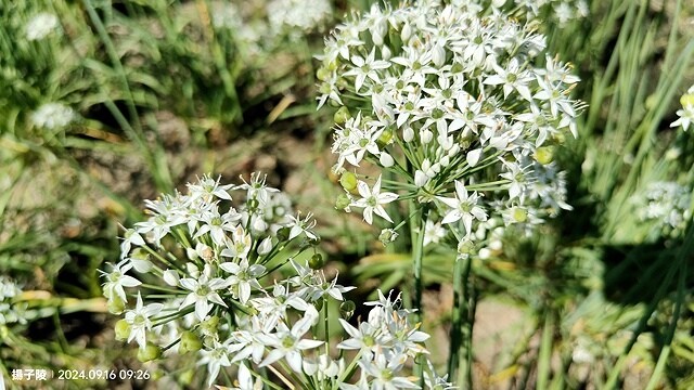 2024大溪韭菜花季|浪漫九月雪,活動日期:2024/08/