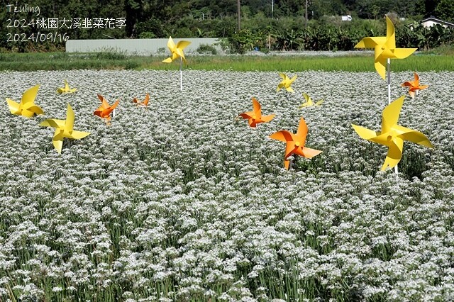 2024大溪韭菜花季|浪漫九月雪,活動日期:2024/08/