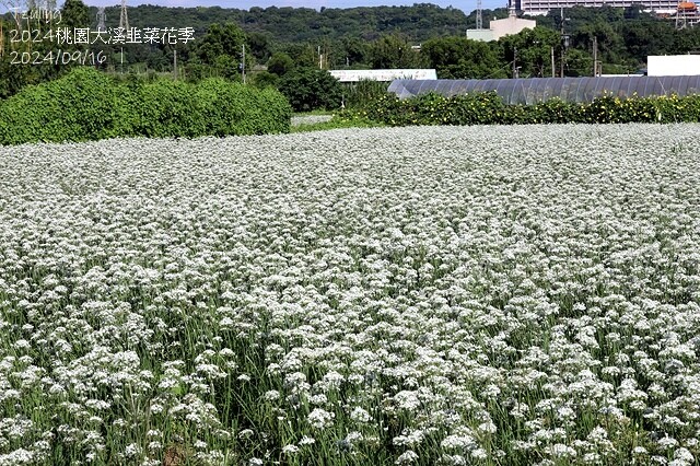 2024大溪韭菜花季|浪漫九月雪,活動日期:2024/08/