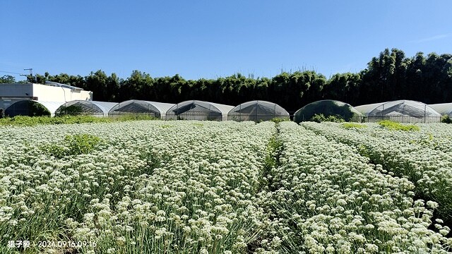 2024大溪韭菜花季|浪漫九月雪,活動日期:2024/08/