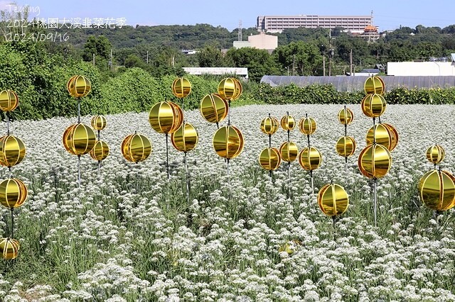 2024大溪韭菜花季|浪漫九月雪,活動日期:2024/08/
