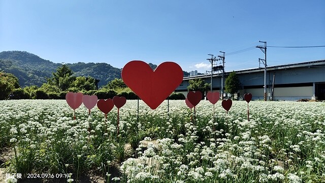 2024大溪韭菜花季|浪漫九月雪,活動日期:2024/08/