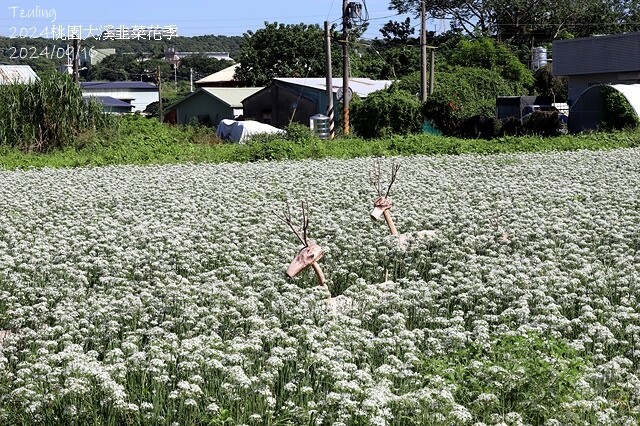 2024大溪韭菜花季|浪漫九月雪,活動日期:2024/08/