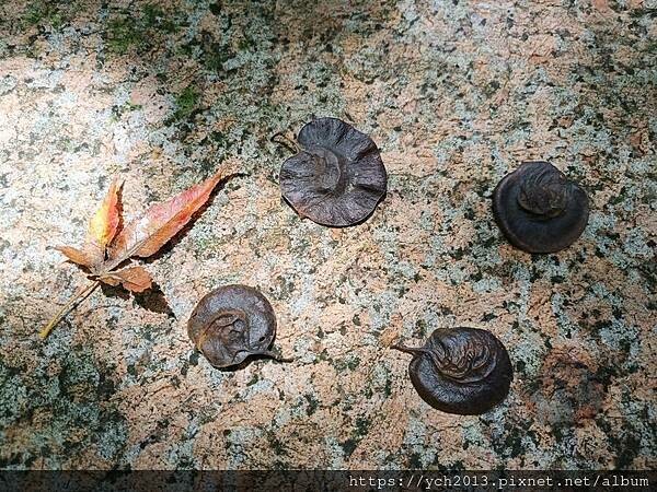 泰雅渡假村守護木³島邁向勇士之路第二天／高空繩索挑戰膽量體能