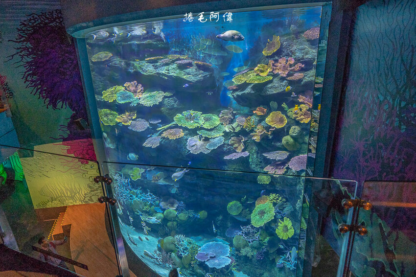 泰國暹羅海洋世界 | 曼谷室內景點推薦!東南亞最大水族館揭開繽紛海底世界~