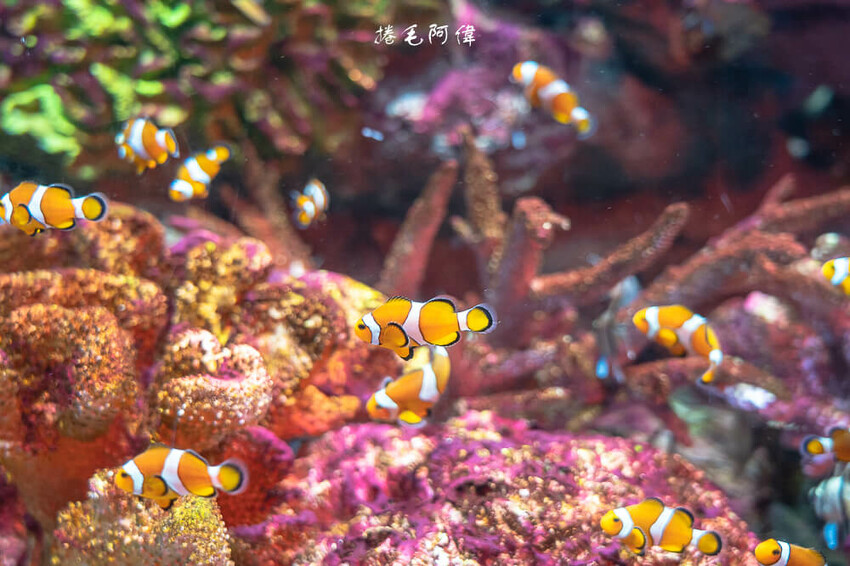 泰國暹羅海洋世界 | 曼谷室內景點推薦!東南亞最大水族館揭開繽紛海底世界~