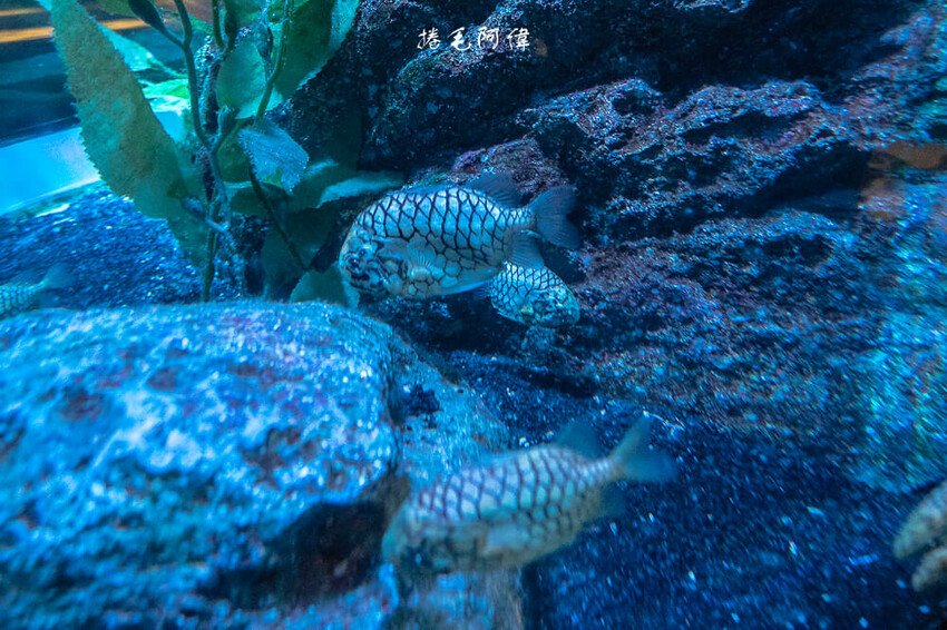 泰國暹羅海洋世界 | 曼谷室內景點推薦!東南亞最大水族館揭開繽紛海底世界~