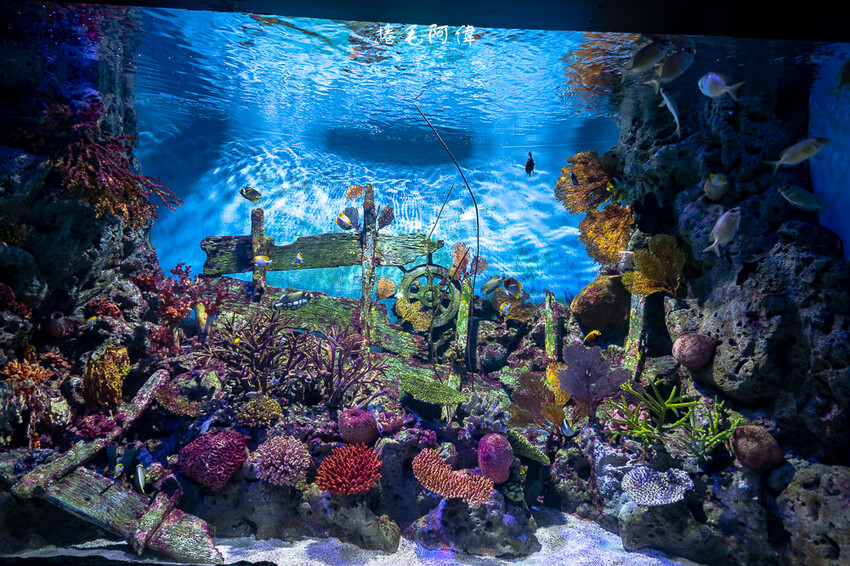 泰國暹羅海洋世界 | 曼谷室內景點推薦!東南亞最大水族館揭開繽紛海底世界~