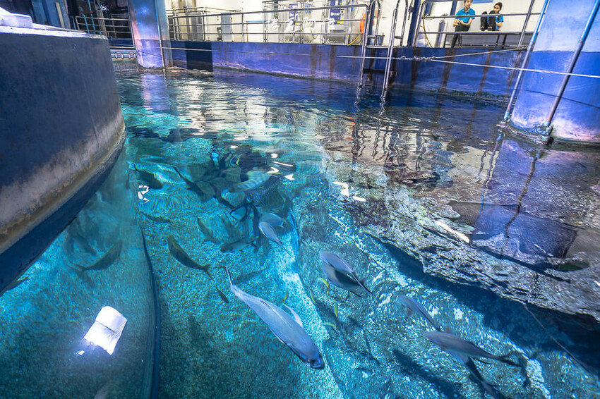泰國暹羅海洋世界 | 曼谷室內景點推薦!東南亞最大水族館揭開繽紛海底世界~