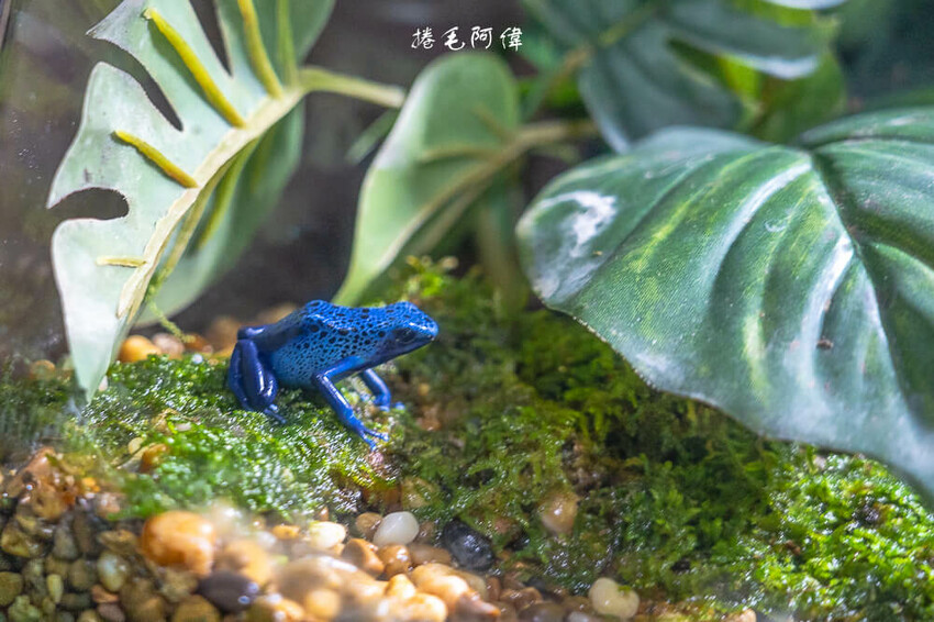 泰國暹羅海洋世界 | 曼谷室內景點推薦!東南亞最大水族館揭開繽紛海底世界~