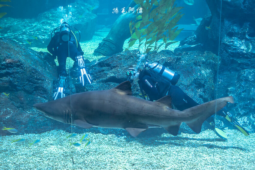 泰國暹羅海洋世界 | 曼谷室內景點推薦!東南亞最大水族館揭開繽紛海底世界~