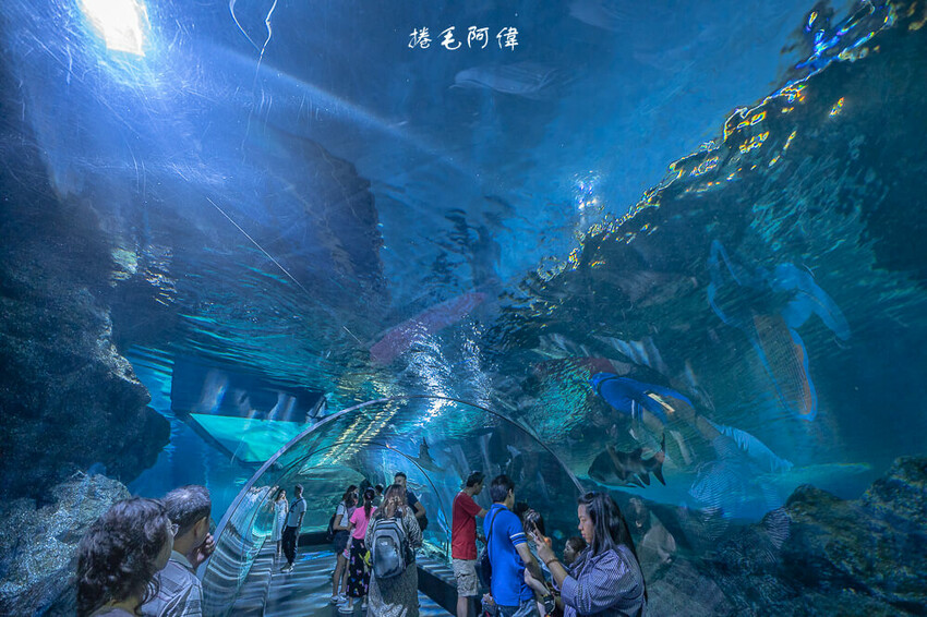 泰國暹羅海洋世界 | 曼谷室內景點推薦!東南亞最大水族館揭開繽紛海底世界~