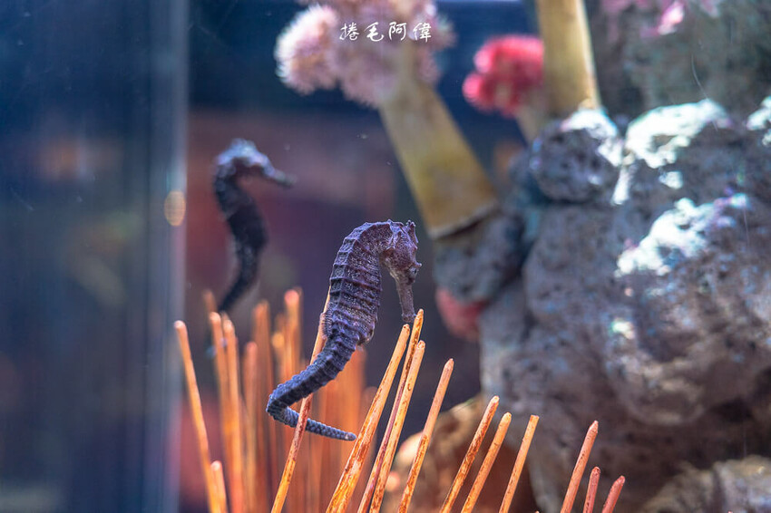 泰國暹羅海洋世界 | 曼谷室內景點推薦!東南亞最大水族館揭開繽紛海底世界~