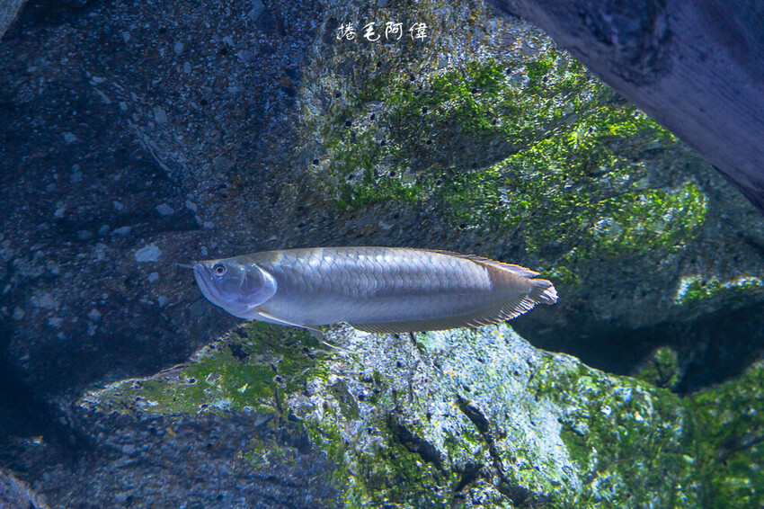 泰國暹羅海洋世界 | 曼谷室內景點推薦!東南亞最大水族館揭開繽紛海底世界~