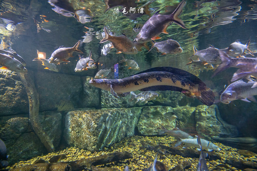 泰國暹羅海洋世界 | 曼谷室內景點推薦!東南亞最大水族館揭開繽紛海底世界~