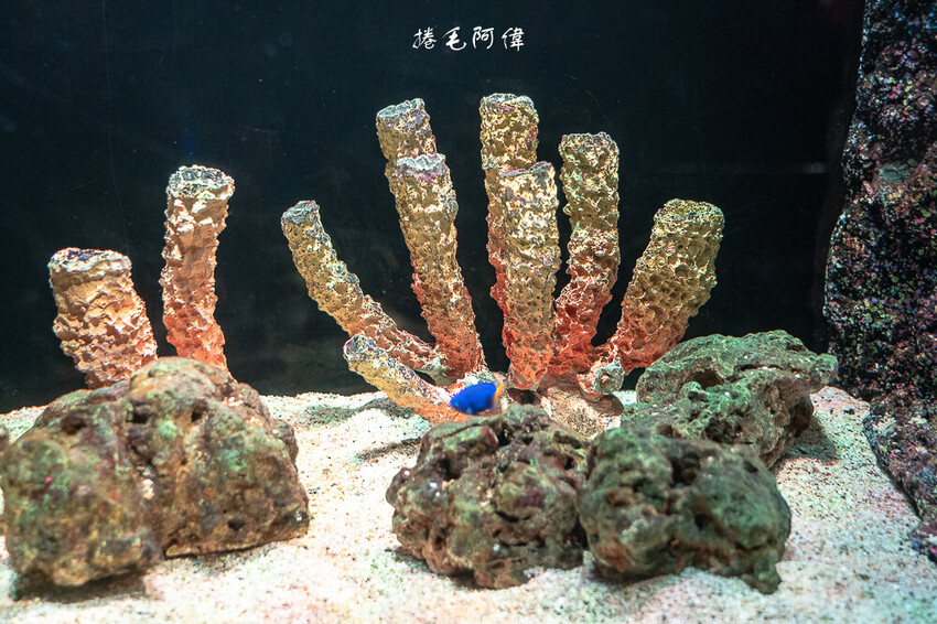 泰國暹羅海洋世界 | 曼谷室內景點推薦!東南亞最大水族館揭開繽紛海底世界~