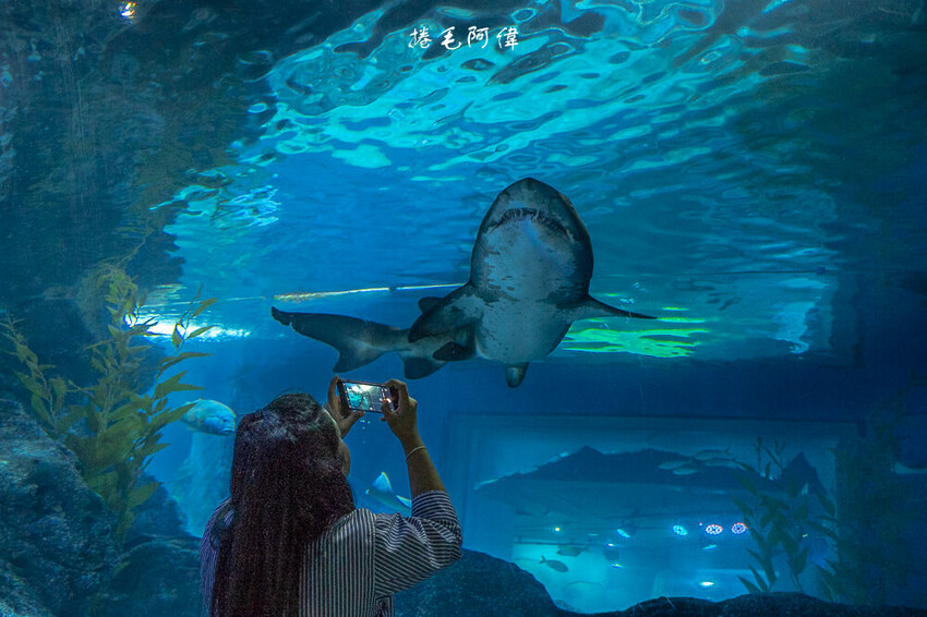 泰國暹羅海洋世界 | 曼谷室內景點推薦!東南亞最大水族館揭開繽紛海底世界~