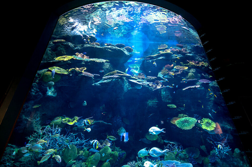 泰國暹羅海洋世界 | 曼谷室內景點推薦!東南亞最大水族館揭開繽紛海底世界~