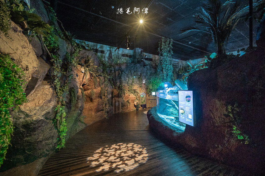 泰國暹羅海洋世界 | 曼谷室內景點推薦!東南亞最大水族館揭開繽紛海底世界~
