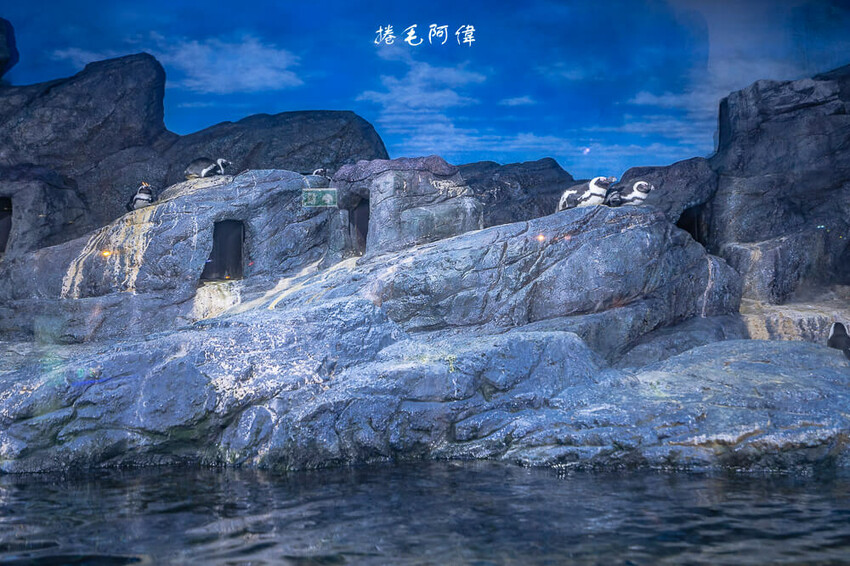 泰國暹羅海洋世界 | 曼谷室內景點推薦!東南亞最大水族館揭開繽紛海底世界~