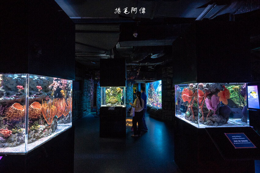 泰國暹羅海洋世界 | 曼谷室內景點推薦!東南亞最大水族館揭開繽紛海底世界~
