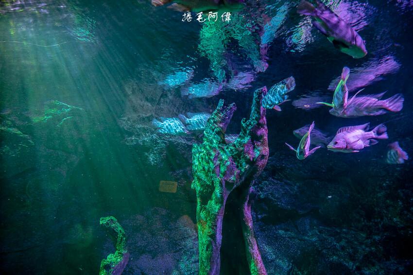 泰國暹羅海洋世界 | 曼谷室內景點推薦!東南亞最大水族館揭開繽紛海底世界~