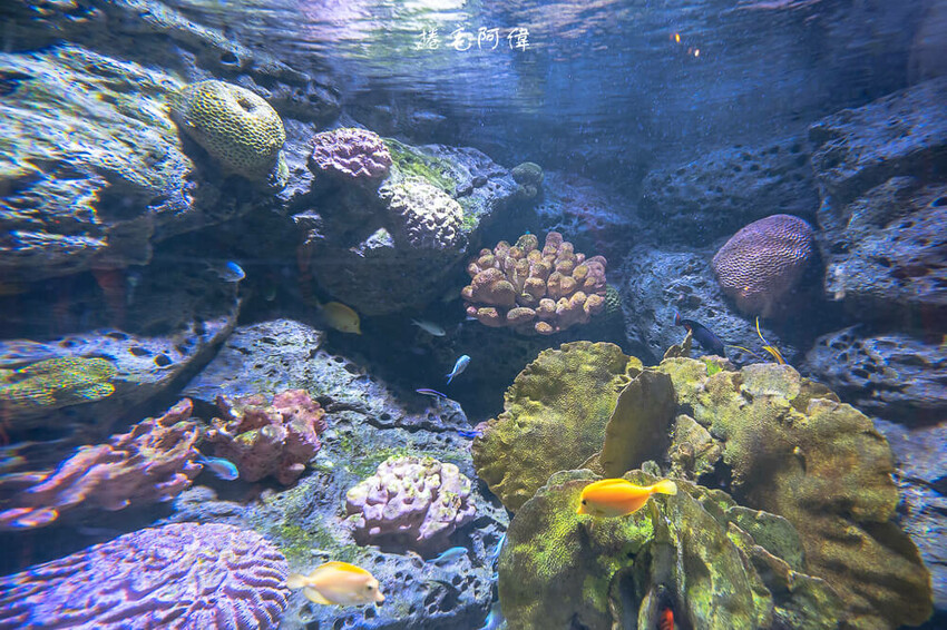 泰國暹羅海洋世界 | 曼谷室內景點推薦!東南亞最大水族館揭開繽紛海底世界~