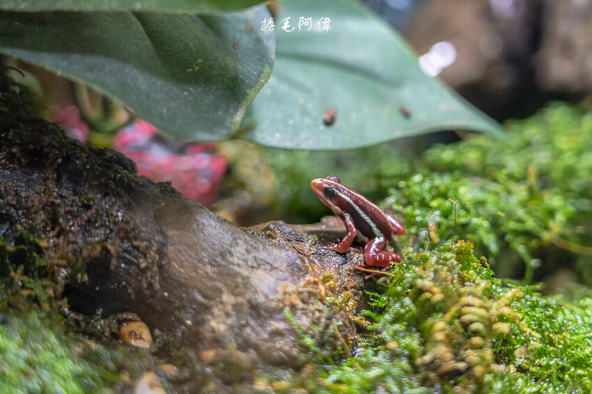 泰國暹羅海洋世界 | 曼谷室內景點推薦!東南亞最大水族館揭開繽紛海底世界~