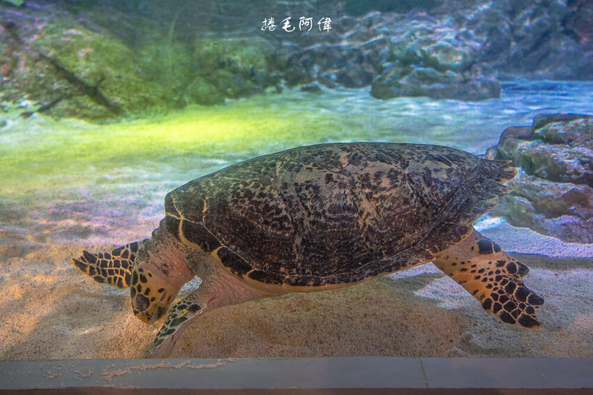 泰國暹羅海洋世界 | 曼谷室內景點推薦!東南亞最大水族館揭開繽紛海底世界~