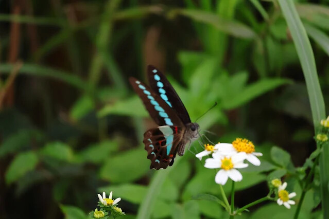 113年中華民國雙十國慶 - 不厭亭