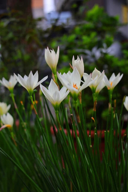113年中華民國雙十國慶 - 雙溪火車站周邊