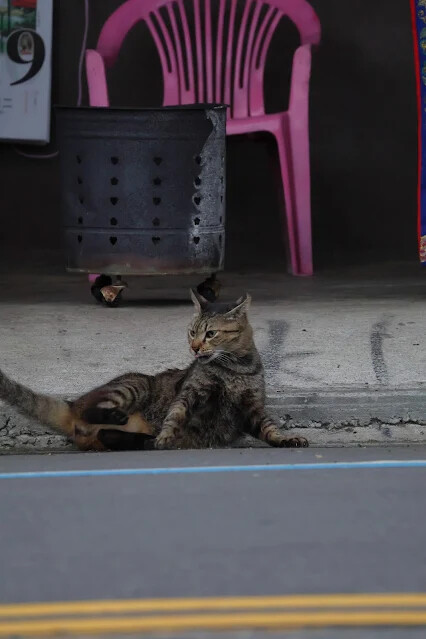113年中華民國雙十國慶 - 雙溪大橋 - 貓