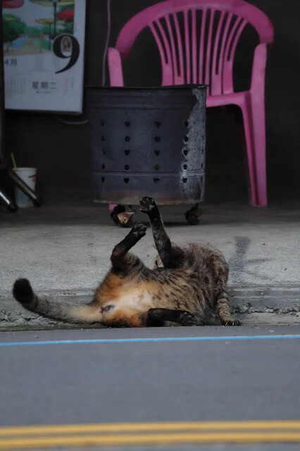 113年中華民國雙十國慶 - 雙溪大橋 - 貓