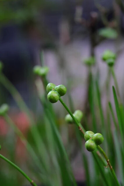 113年中華民國雙十國慶 - 雙溪火車站周邊