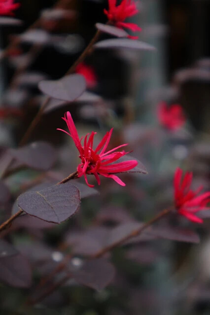 113年中華民國雙十國慶 - 雙溪火車站周邊