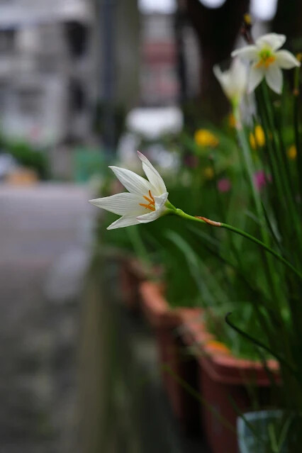 113年中華民國雙十國慶 - 雙溪火車站周邊