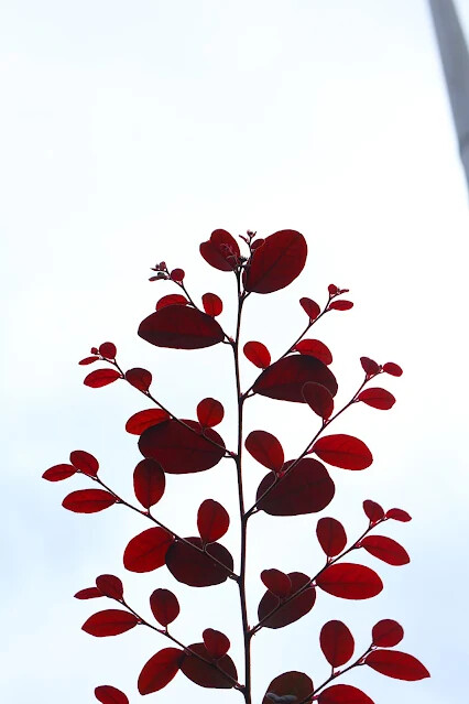 113年中華民國雙十國慶 - 雙溪火車站周邊