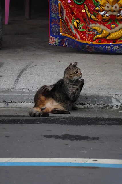 113年中華民國雙十國慶 - 雙溪大橋 - 貓