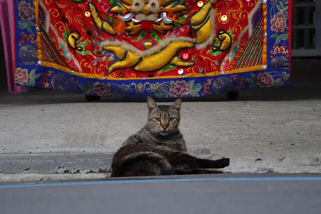 113年中華民國雙十國慶 - 雙溪大橋 - 貓