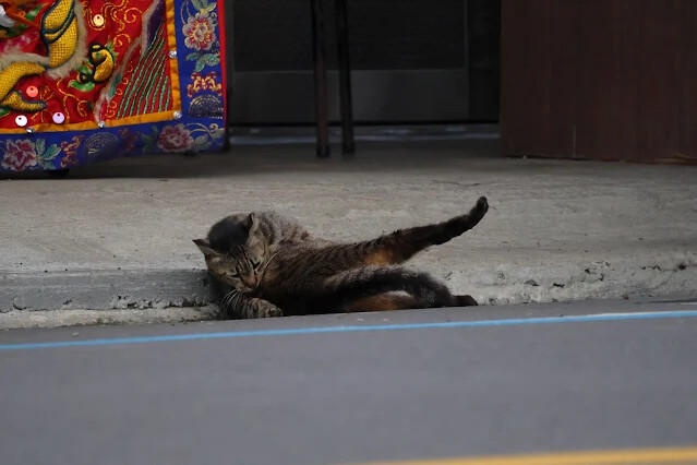 113年中華民國雙十國慶 - 雙溪大橋 - 貓