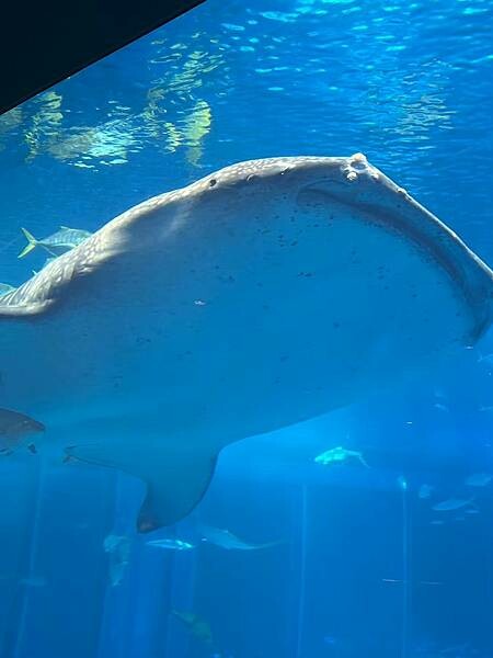 LINE_ALBUM_沖繩旅遊94 美麗海博物館 美國村_241023_5