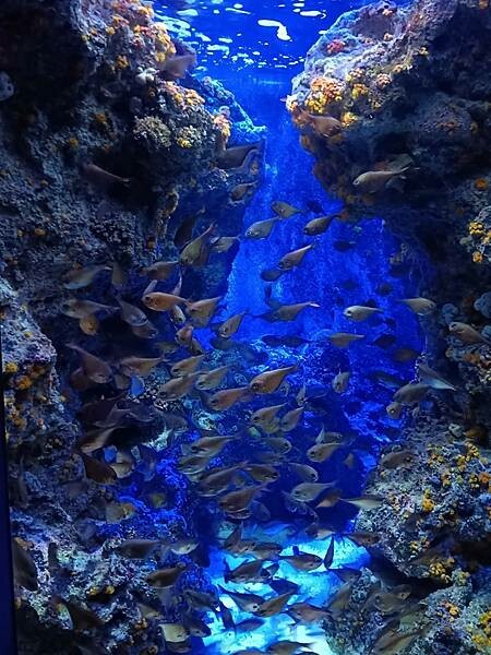 LINE_ALBUM_沖繩旅遊94 美麗海博物館 美國村_241023_6