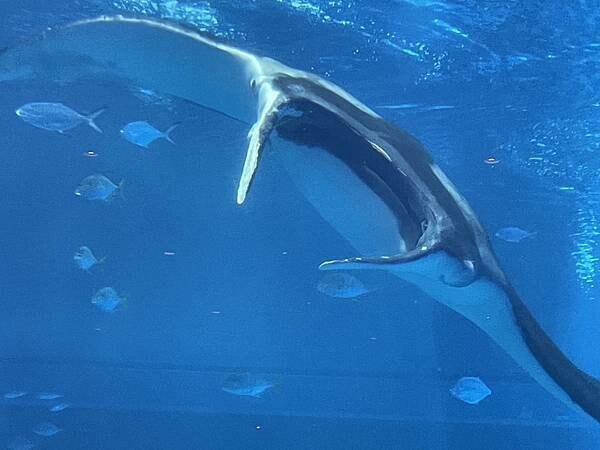 【國外旅遊】2024/09/04 我們在沖繩的日子 D4-1