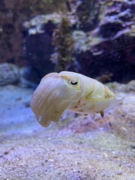 【國外旅遊】2024/09/04 我們在沖繩的日子 D4-1