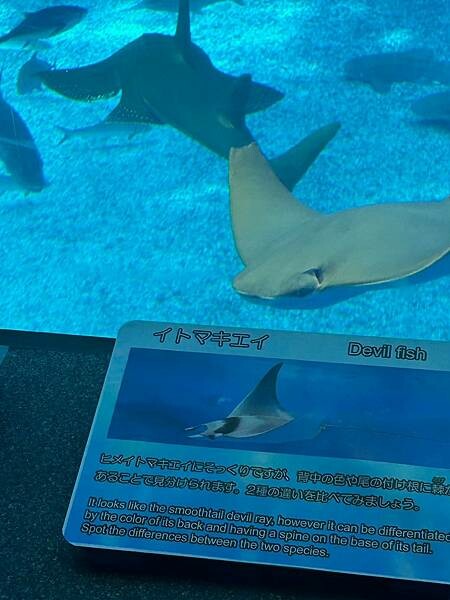 LINE_ALBUM_沖繩旅遊94 美麗海博物館 美國村_241023_7