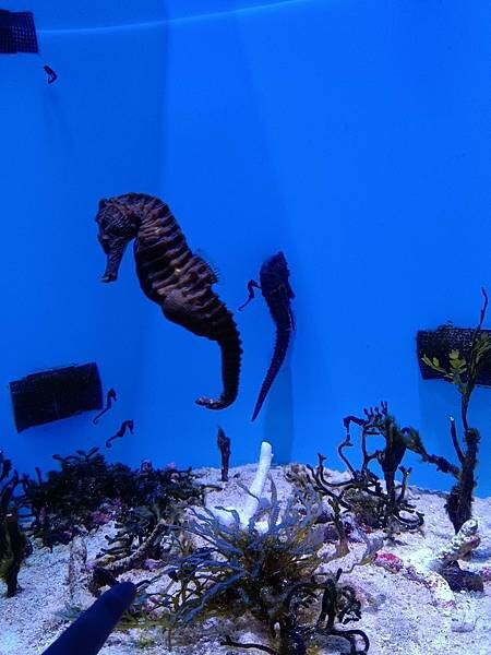 LINE_ALBUM_沖繩旅遊94 美麗海博物館 美國村_241023_4