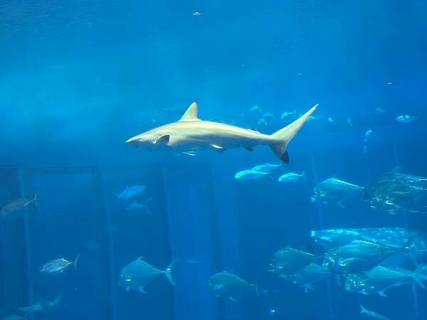 LINE_ALBUM_沖繩旅遊94 美麗海博物館 美國村_241023_6