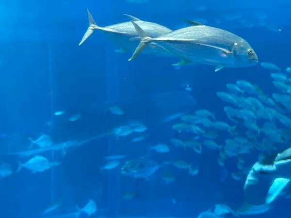 LINE_ALBUM_沖繩旅遊94 美麗海博物館 美國村_241023_1